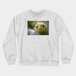 Vulture Crewneck Sweatshirt